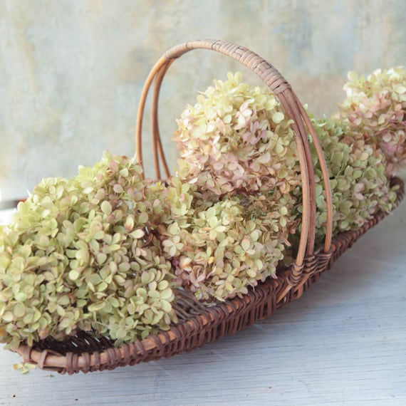 6 XLarge 10 Dried Hydrangeas / 6 Stems / Green Mauve Etsy