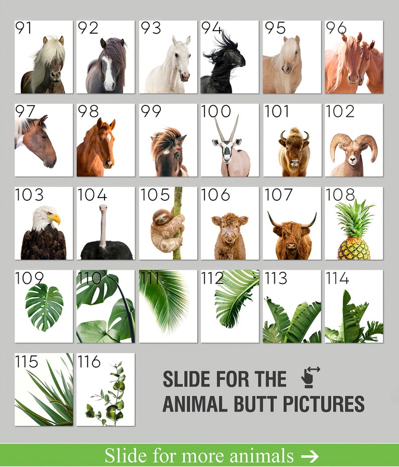 May include: A collage of images featuring various animals, including a horse, a sloth, a cow, a pineapple, and a variety of plants. The text "SLIDE FOR THE ANIMAL BUTT PICTURES" is displayed at the bottom of the collage.