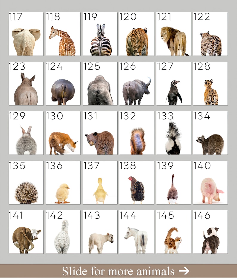 May include: A collection of 16 animal images, each showing the animal's rear end. The animals include an elephant, giraffe, zebra, tiger, lion, leopard, rhinoceros, hippopotamus, bear, fox, squirrel, raccoon, hedgehog, chicken, duck, pig, cow, sheep, horse, cat, and dog.