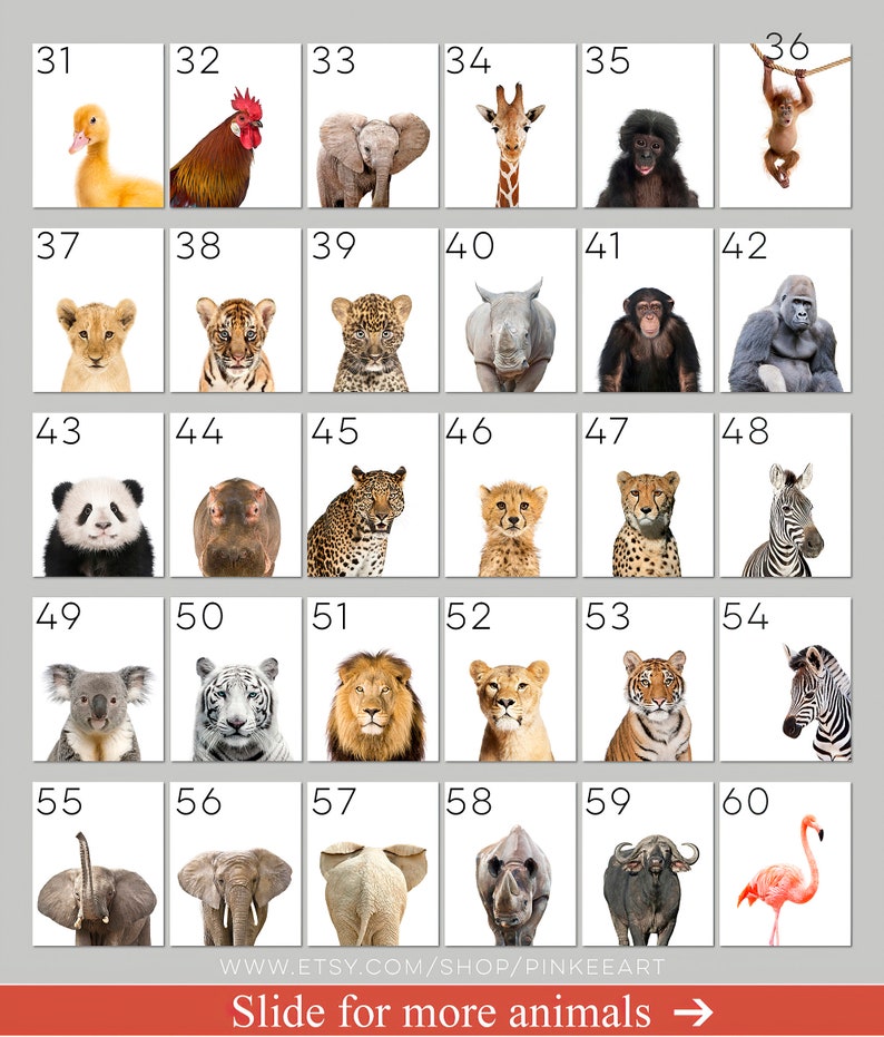 May include: A grid of 60 squares, each containing a different animal illustration. The animals include a duck, rooster, elephant, giraffe, monkey, orangutan, lion, tiger, cheetah, zebra, panda, hippopotamus, rhino, koala, wolf, flamingo, and more. The squares are numbered from 31 to 60.