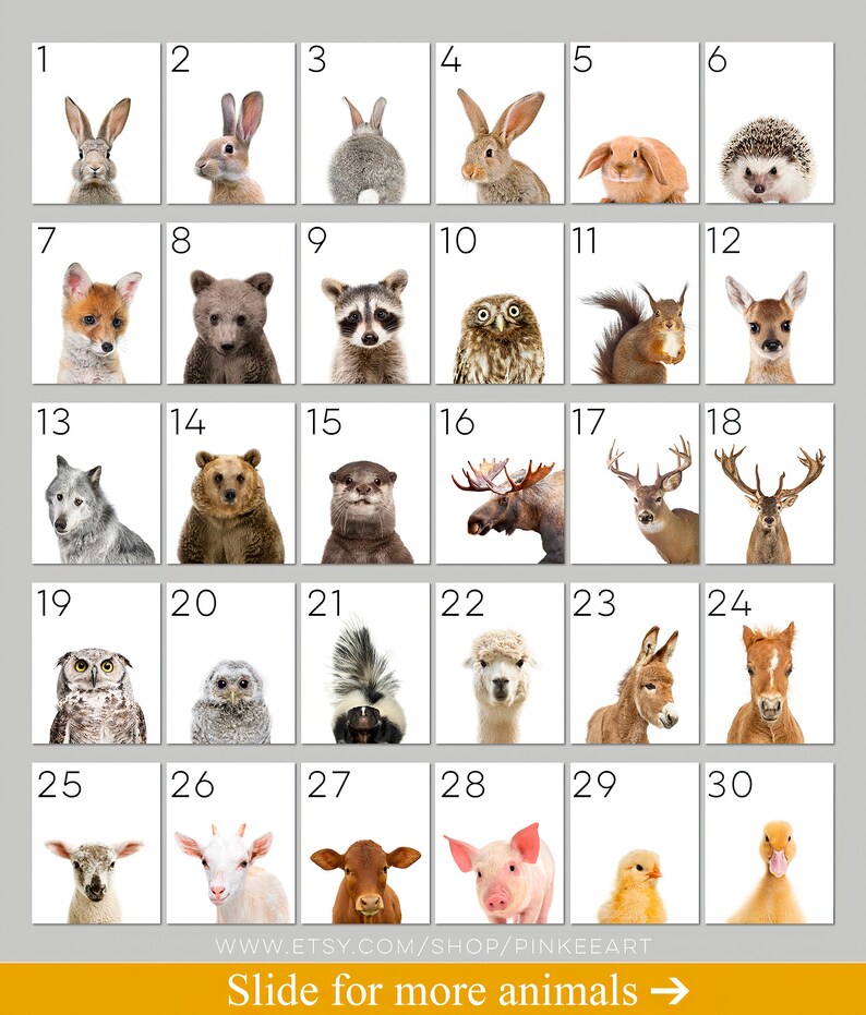 May include: A grid of 30 images featuring different animals, including a rabbit, fox, bear, raccoon, owl, squirrel, deer, wolf, otter, moose, alpaca, donkey, horse, goat, cow, pig, and duck. The images are numbered 1 through 30.