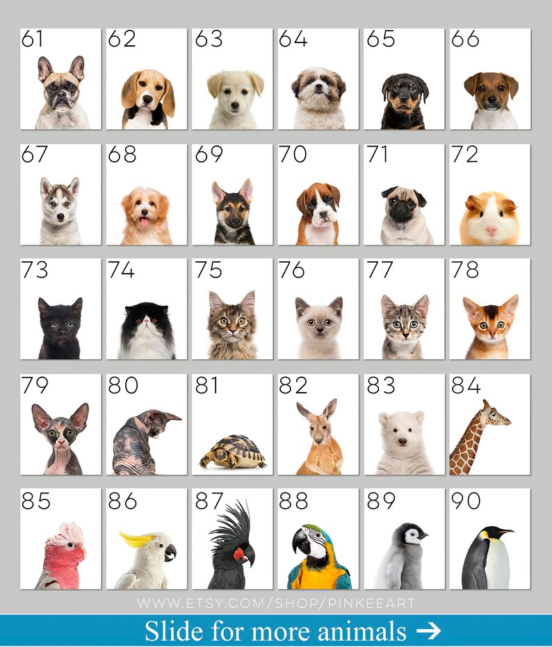 May include: A grid of 90 squares, each containing a different animal. The animals include dogs, cats, a guinea pig, a turtle, a kangaroo, a polar bear, a giraffe, a cockatoo, a black cockatoo, a parrot, a penguin, and a pink cockatoo.