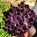 ONE Medium  400 - 500 Grams Purple Colour Enhanced Amethyst Phantom QUARTZ, Rare Irregular Shape Crystal Cluster, Freedom Gemstone Chunks 