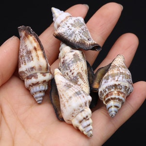 100 Grams Natural Large Spiral Conch Shell With Hole, 20 x 40mm 18 Pieces Drilled Seashell, Jewelry Making Pendant, Genuine Real Shells