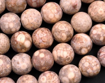 Matte Natural Fossil Crinoid Round Beads 6mm 8mm 10mm Earthy Beige Tan Gemstone 15.5" Strand