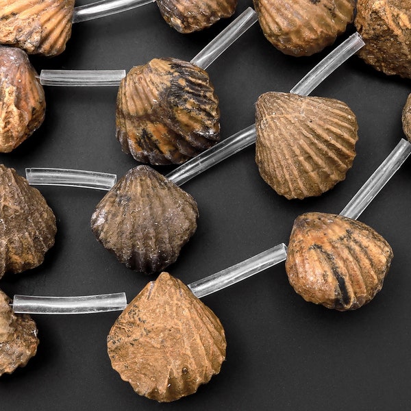 Natural Ancient Fossil Shell Beads Unique Golden Brown Whole Shell 15.5" Strand