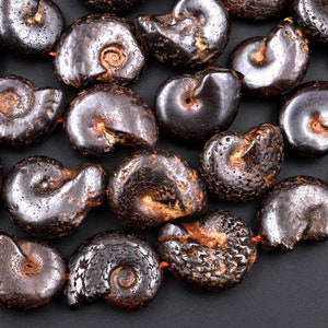Natural Dark Brown Ammonite Fossil Beads Vertically Drilled Whole Ammonite Pendant Focal Bead 15.5&quot; Strand