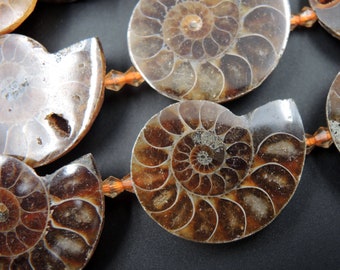 Drilled Half Ammonite Fossil Slice Beads 30mm 35mm 40mm Vertically Drilled Real Ancient Natural Fossil Pendant Focal Bead 15.5" Strand