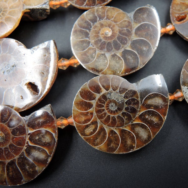 Drilled Half Ammonite Fossil Slice Beads 30mm 35mm 40mm Vertically Drilled Real Ancient Natural Fossil Pendant Focal Bead 15.5" Strand