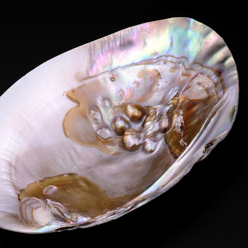 Pearly Shell Food Large Natural Mother of Pearl Shell Dish W Real Iridescent Blister ...