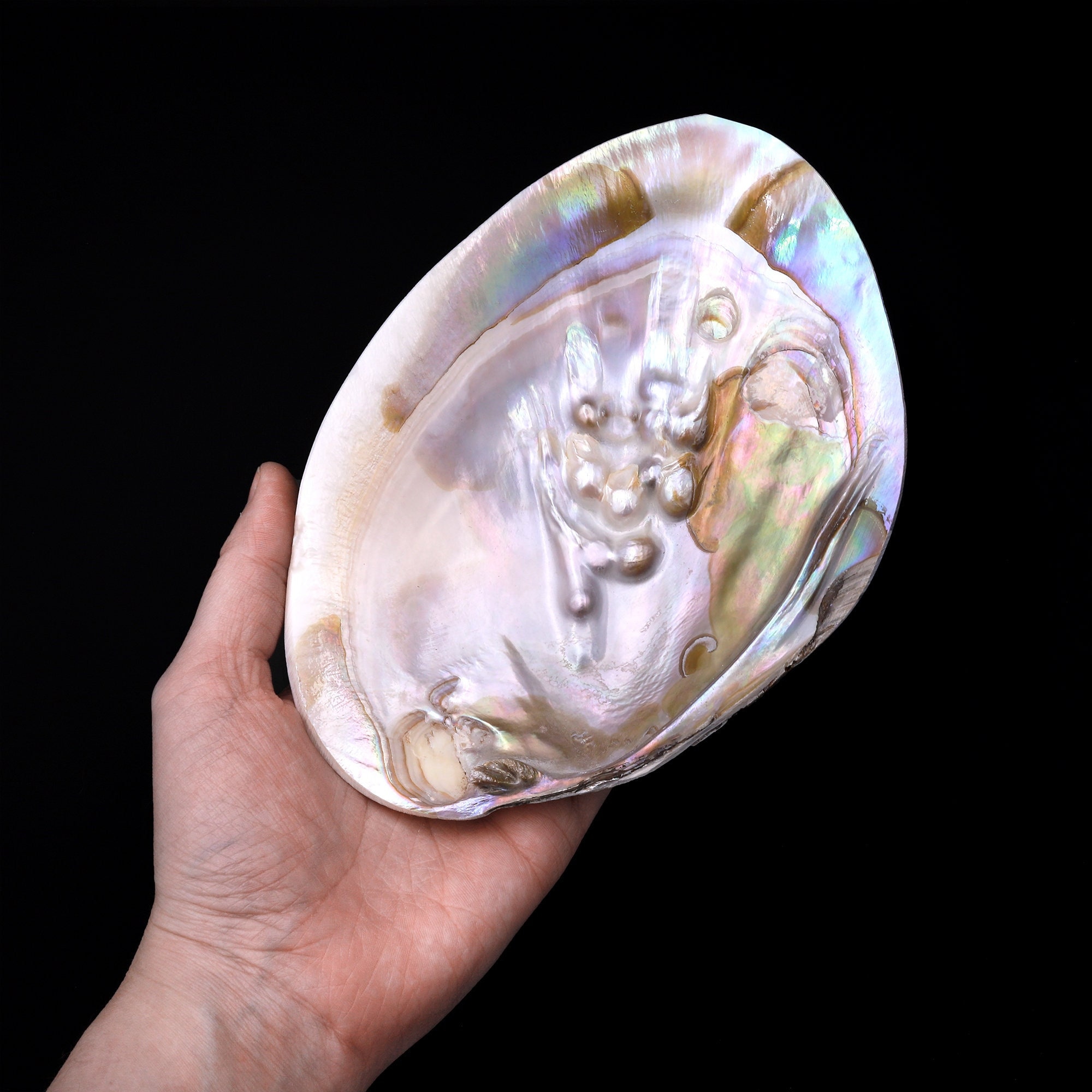 Large Natural Mother of Pearl Shell Dish W Real Iridescent Etsy