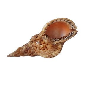 Large Natural Seashell  9&quot; Pacific Triton, Collectible Shell, Home Decor,  Fine Sea Shell, Symbol of Wealth & Prosperity, Trumpet Shell