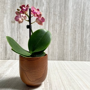May include: A pink and white orchid plant in a brown wooden pot. The orchid is blooming with several flowers and has green leaves.