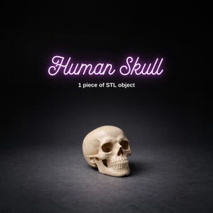 Human Skull STL File: Realistic Anatomy Model - Digital Download