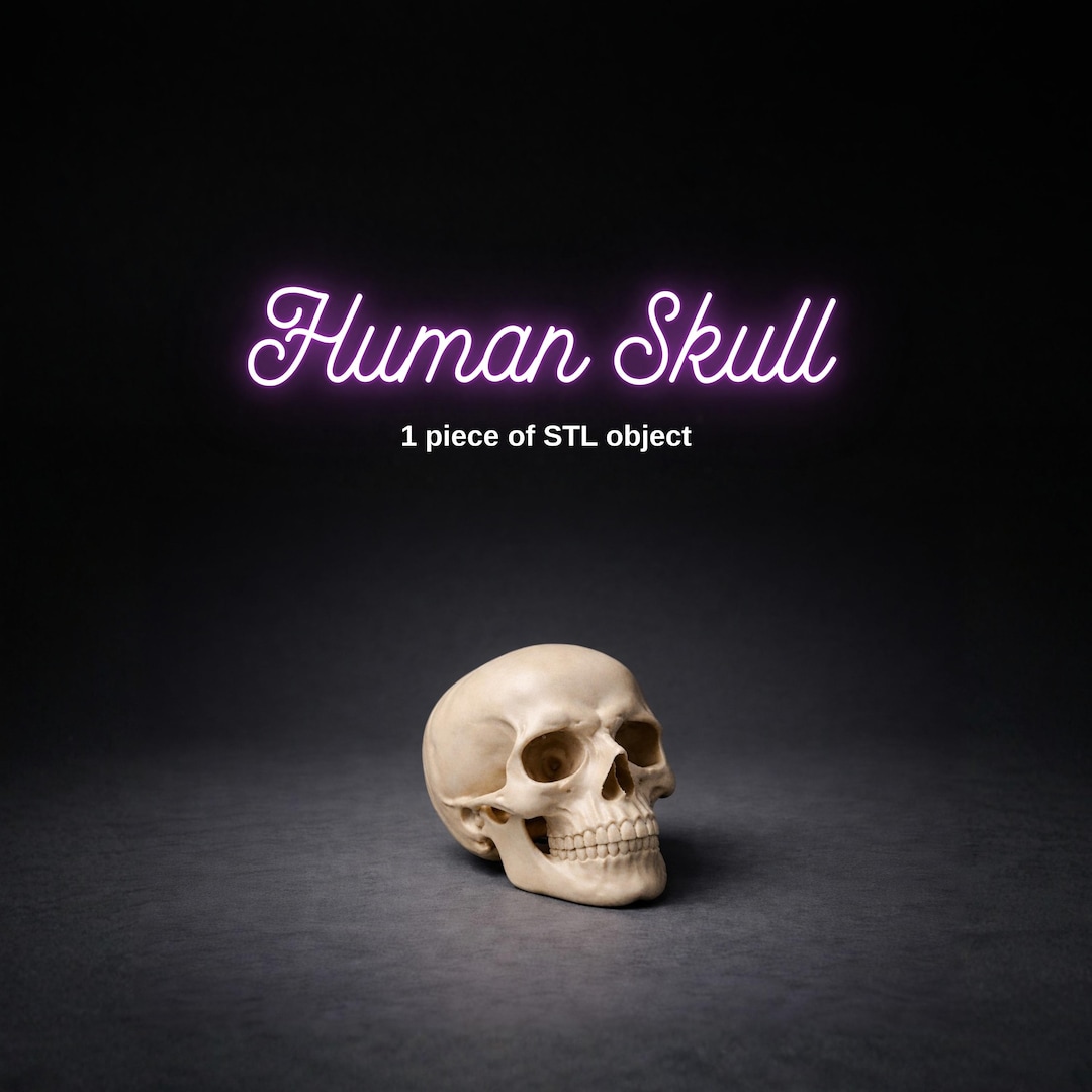 Human Skull STL - Realistic Human Anatomy Model for Printing, Medical ...