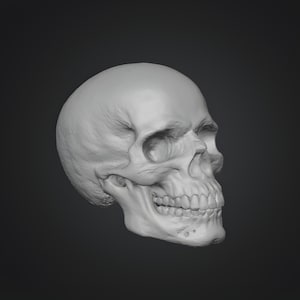 Miniature human skull STL model for gothic witch dollhouse and dark fantasy decor