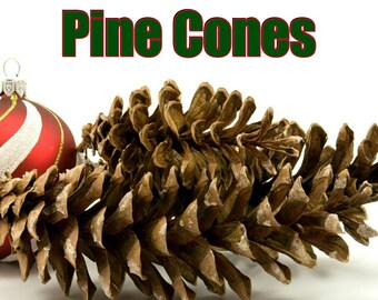 Pine Cones Candles/Bath/Body Fragrance Oil