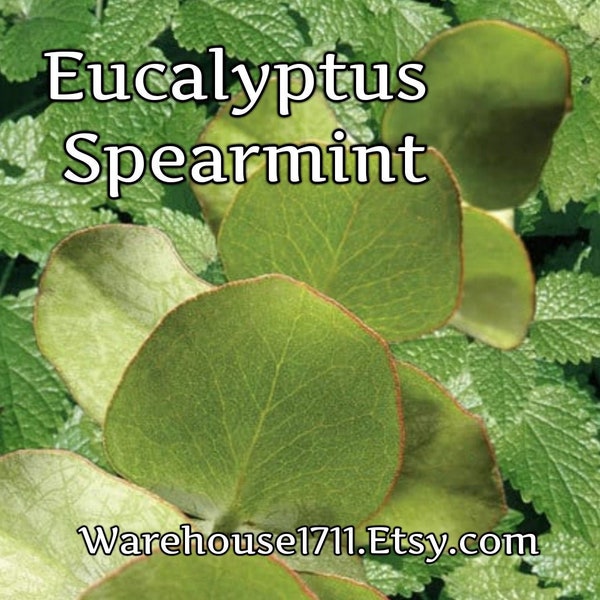 Eucalyptus Spearmint Etsy
