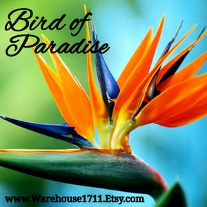 Bird of Paradise Candle/Bath/Body Fragrance Oil image 1