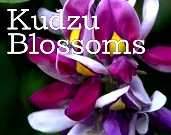 Kudzu Blossoms Candle/Bath/Body Fragrance Oil