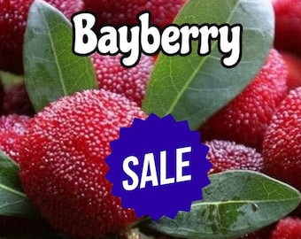 Bayberry Candle/Bath/Body Fragrance Oil - CLOSEOUT FRAGRANCE - Will Not Restock ~ Sale