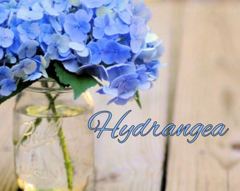 Hydrangea Candle/Bath/Body Fragrance Oil