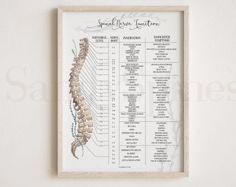 Spinal Nerve Chart Poster | Chiropractic Art & Posters