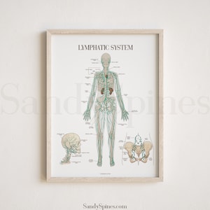 Lymphatic System Anatomy Poster by SandySpines