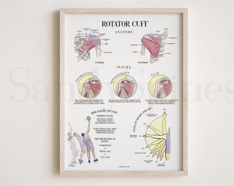 Rotator Cuff SITS Anatomy and Injury Poster | SandySpines | Art for chiropractic, physical therapy, massage and osteopathy