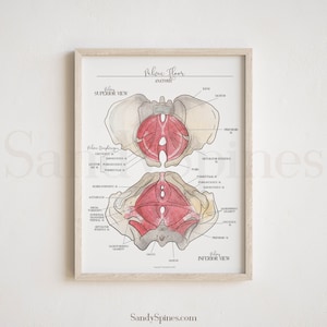 Pelvic Floor Anatomy Poster (2023 Edition) | LABELED | SANDYSPINES | Art for Chiropractors, physical therapists, Osteopaths and More