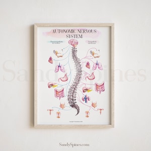 ANS Chart Poster - Autonomic Nervous System | SANDYSPINES | Anatomy art for Physical Therapists, Chiropractors, Osteopaths