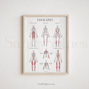 Fascia Lines Anatomy Poster | SANDYSPINES | Art for chiropractors, massage therapists, PTs