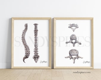 BUNDLE | Grayscale Spines and Vertebrae prints | Art for Chiropractors, Physical therapists, Massage Therapists, Osteopaths