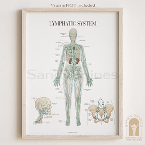 Lymphatic System Anatomy Poster by SandySpines