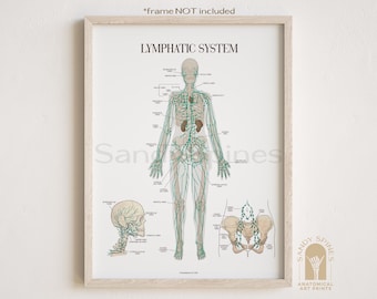 « Poster sur l'anatomie du système lymphatique » par SandySpines