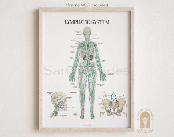Lymphatic System Anatomy Poster by SandySpines