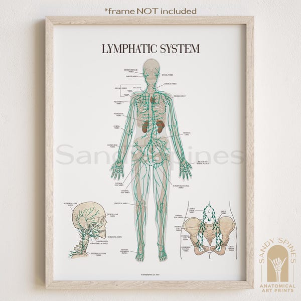 Lymphatic System Anatomy Poster by SandySpines