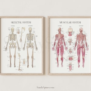 Musculoskeletal Posters | Sandyspines | BUNDLE | Watercolor Art for chiropractors, PTs, osteopaths, massage therapy