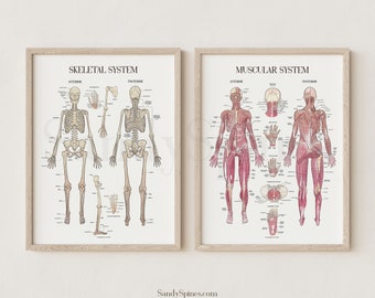 Musculoskeletal Posters | Sandyspines | BUNDLE | Watercolor Art for chiropractors, PTs, osteopaths, massage therapy