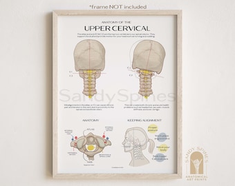 Upper Cervical Anatomy Poster | SANDYSPINES | Art for Chiropractors, physical therapists, Osteopaths and More