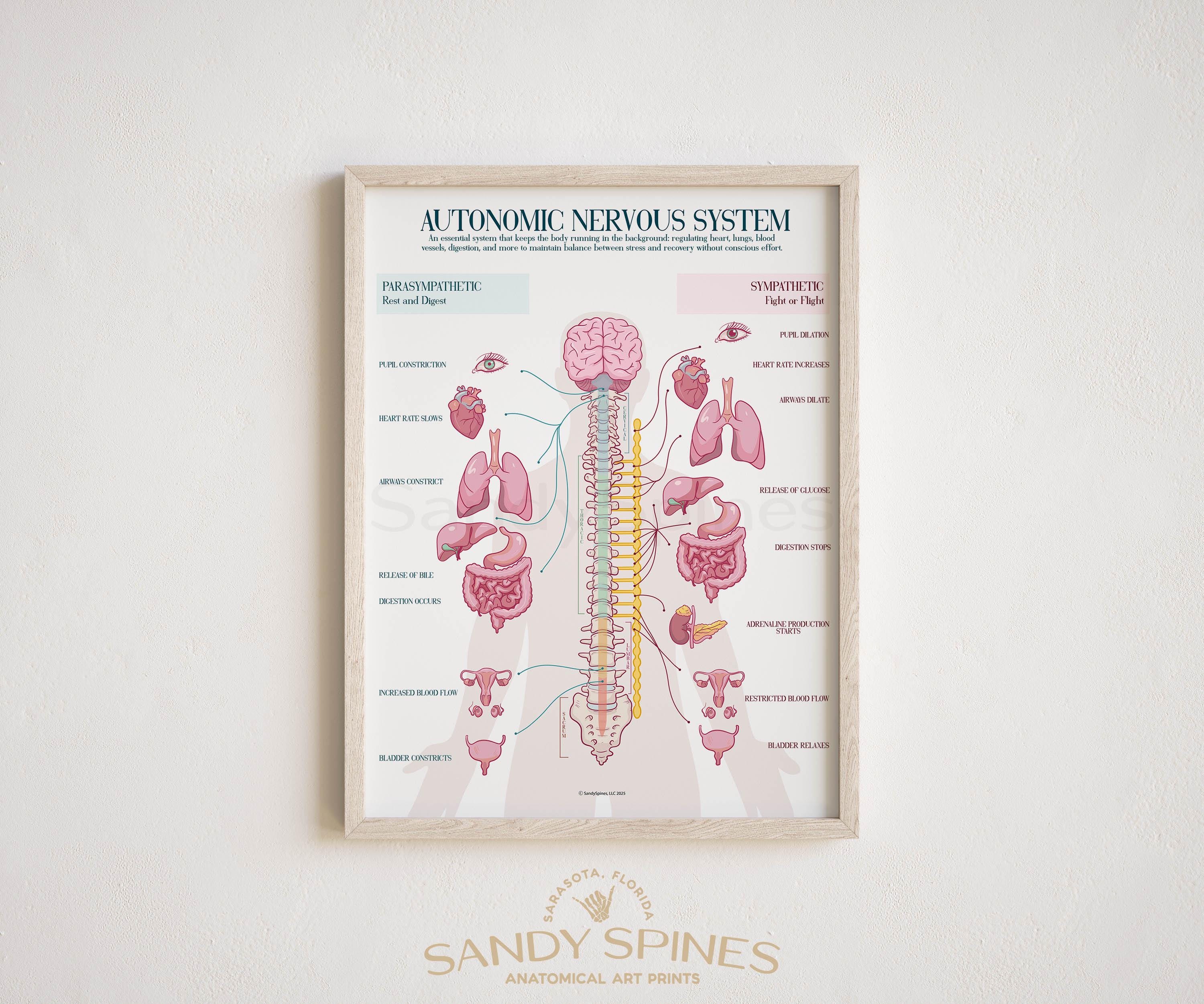 Ans Balance Chart.pdf ANS Chart Poster (2025) Autonomic Nervous System | Anatomy Art for ...