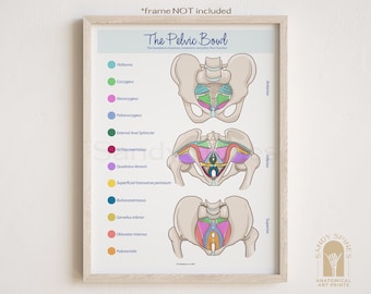Pelvic Floor Bowl Anatomy Poster (Colored)