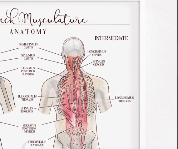 Intermediate Muscles Of The Back