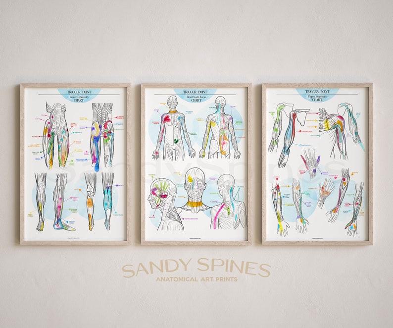 Muscle Trigger Point Charts | Set of 3