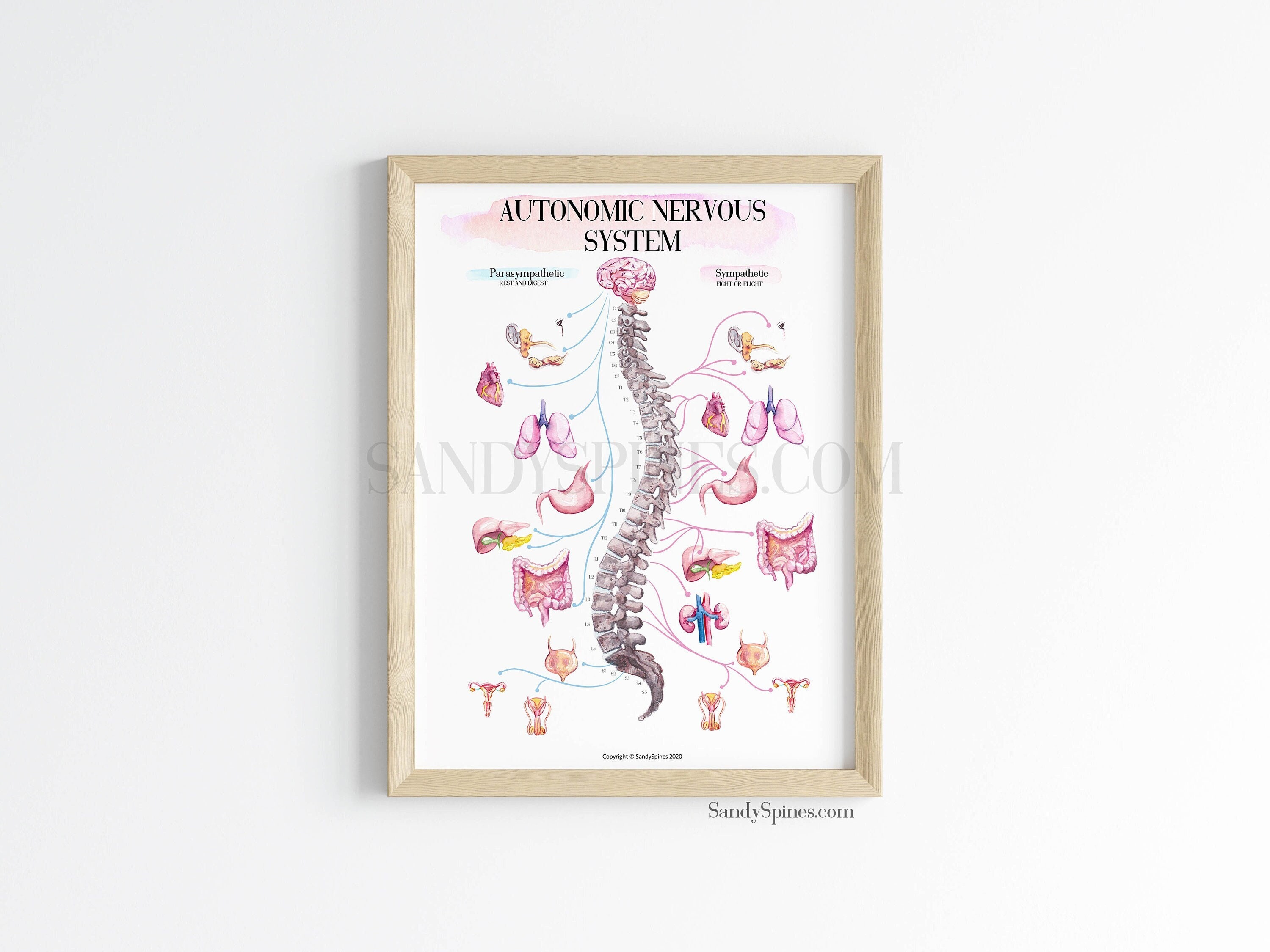 Autonomic Nervous System Chart Poster