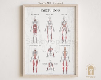 Fascia Lines Anatomy Poster | SANDYSPINES | Art for chiropractors, massage therapists, PTs