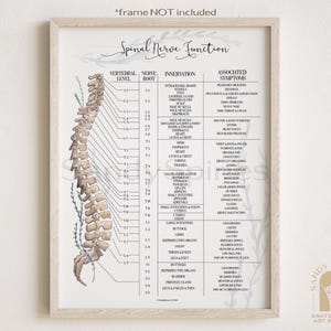 Spinal Nerve Chart Poster | Chiropractic Art & Posters