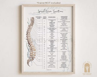 Spinal Nerve Chart Poster | Chiropractic Art & Posters