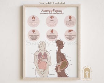 Anatomy of Pregnancy Poster | SandySpines