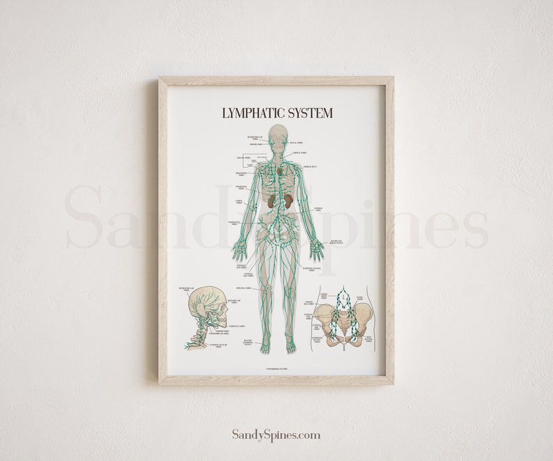 May include: A printable anatomy chart of the lymphatic system, showing the major lymph nodes and vessels in the human body. The chart is in black and white with green lines representing the lymphatic system. The chart is framed in a light wood frame.
